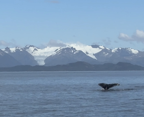 Whales