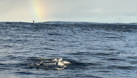Dolphins