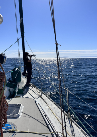 whales
