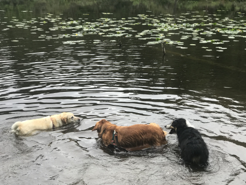 Dogs