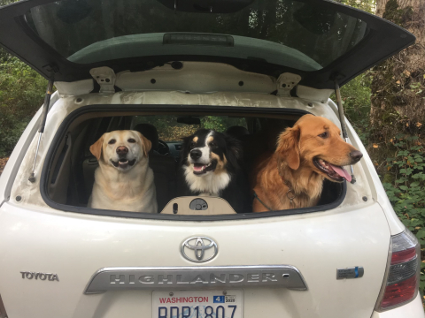 Dogs