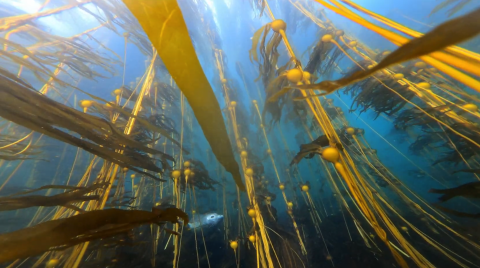 kelp