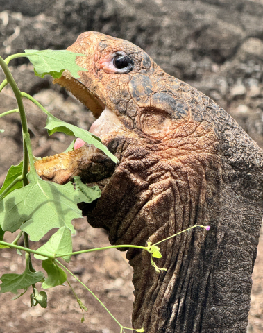 Galapagos