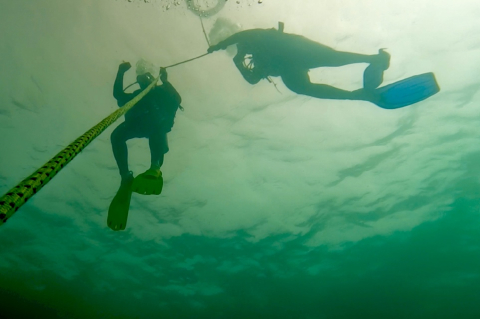 dive