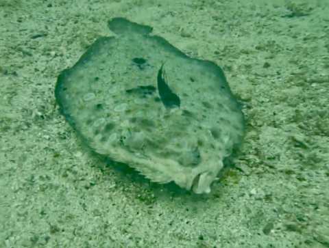 Dive