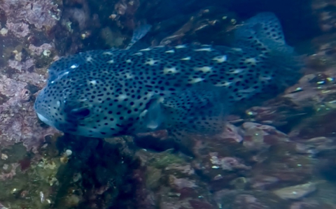 dive