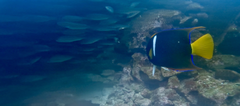 Dive