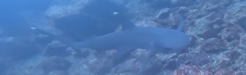 dive