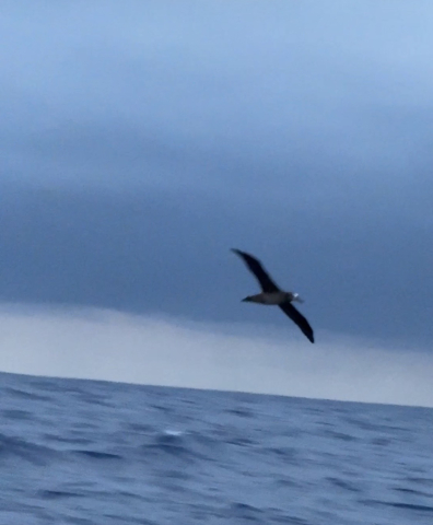Pacific Crossing