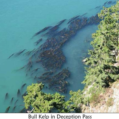The Maiden of Deception Pass 🪸 One Ocean will depart from Samish territory in Anacortes…