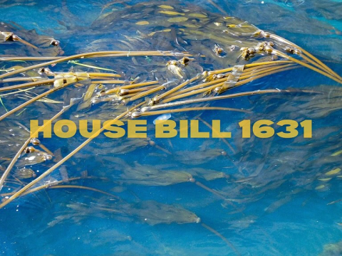 🌲🌊What is House Bill 1631?