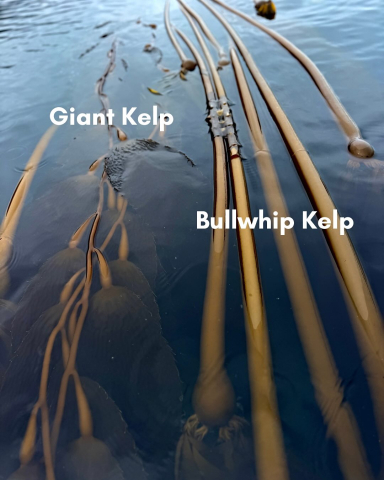 So… what’s the difference between bullwhip kelp and giant kelp?🌿 🌊Although they often g…