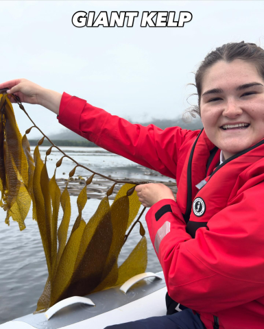 So… what’s the difference between bullwhip kelp and giant kelp?🌿 🌊Although they often g…