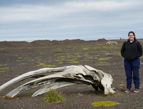The Bowhead Whale (Balaena mysticetus) is one of the most extraordinary mammals in the…