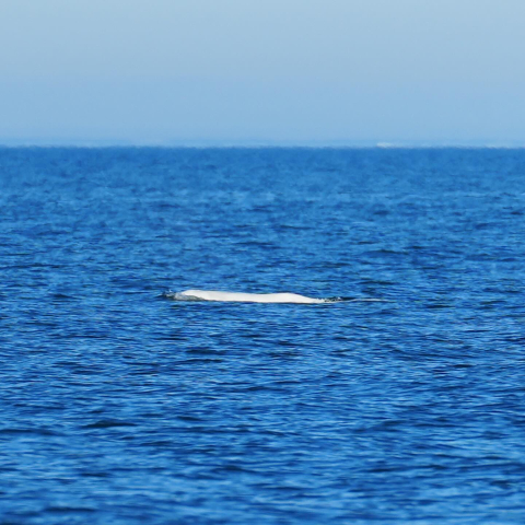 Beluga whales, or Delphinapterus leucas, are among the most iconic whales of the Arctic…