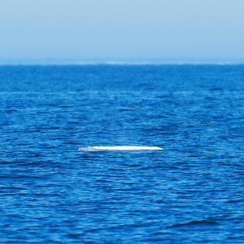 Beluga whales, or Delphinapterus leucas, are among the most iconic whales of the Arctic…