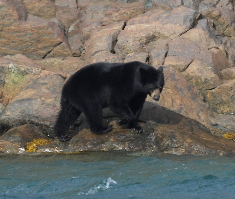 Wildlife Wednesday!