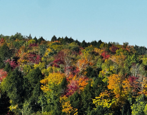 Thank you, Guysborough!