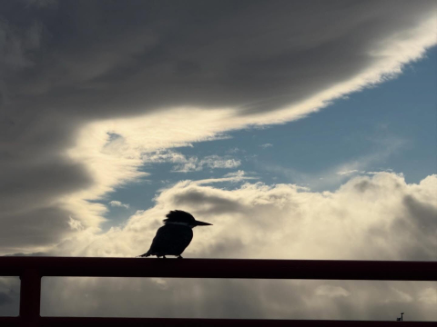 Thank you, Puerto Williams!