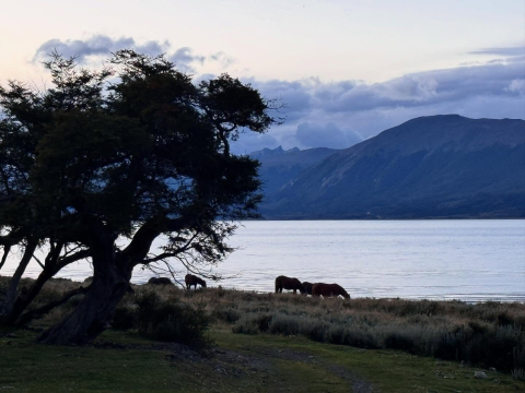 Thank you, Puerto Williams!