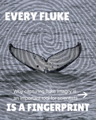 EVERY FLUKE IS A FINGERPRINT 🫆🐋 As part of the Around the Americas expedition, we are c…