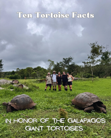 Ten Tortoise Facts in honor of the Galápagos Giant Tortoises!