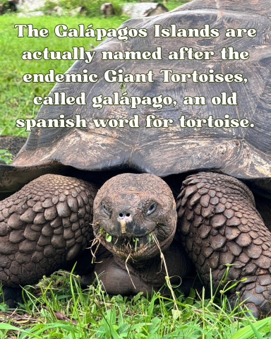 Ten Tortoise Facts in honor of the Galápagos Giant Tortoises!