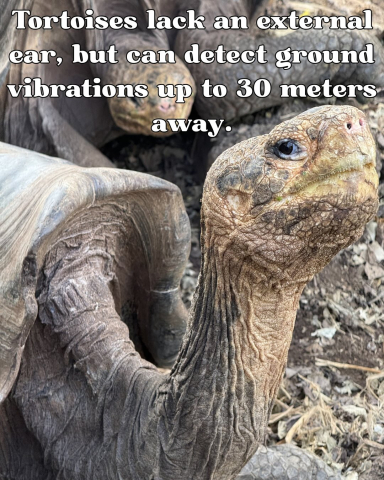 Ten Tortoise Facts in honor of the Galápagos Giant Tortoises!