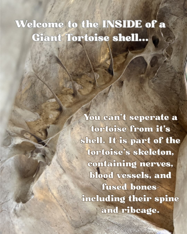 Ten Tortoise Facts in honor of the Galápagos Giant Tortoises!