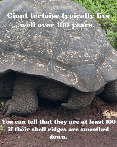 Ten Tortoise Facts in honor of the Galápagos Giant Tortoises!
