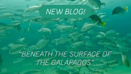 New blog by Jennifer!