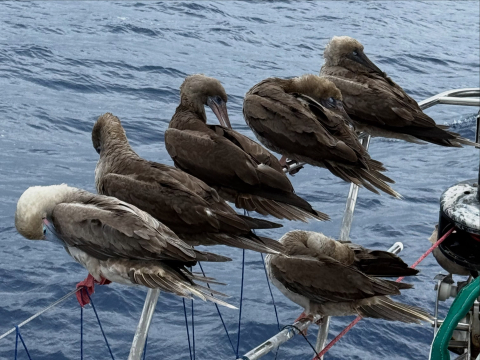 After 28 days and over 3900 nautical miles, the Around the Americas crew made it to Hil…
