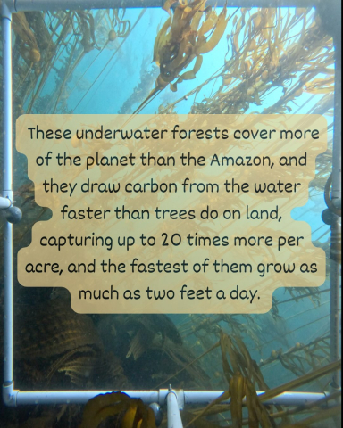 Our lead onboard scientist, Grace Dalton, just posted a MUST READ blog, presenting a po…