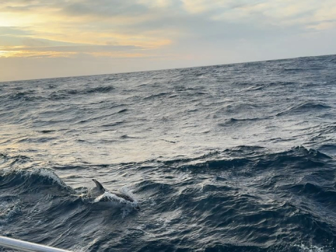 Last night on the open ocean 🩵🌊🐬