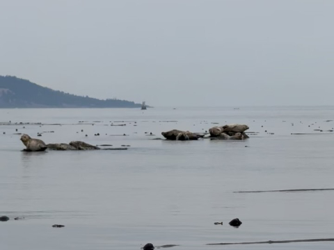 Last weekend, the Around the Americas crew took back to the waters here in the PNW and…
