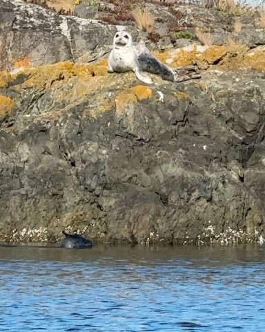 Kelp forests are important and vital habitats in the Salish Sea.