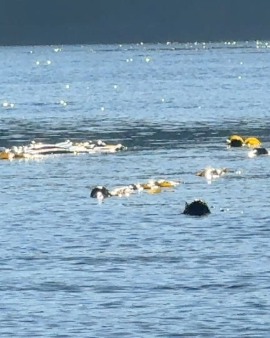 Kelp forests are important and vital habitats in the Salish Sea.