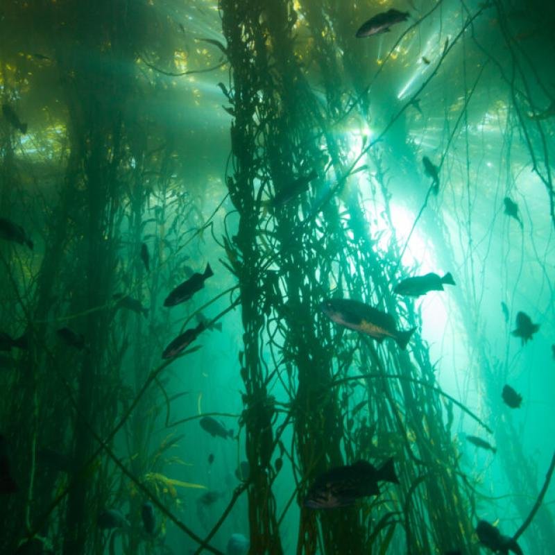 Bull kelp forest