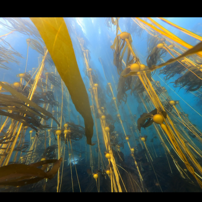A bullwhip kelp forest off Pearse Island East—can you spot the seal?