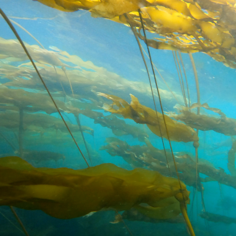 Underneath a bullwhip kelp forest.