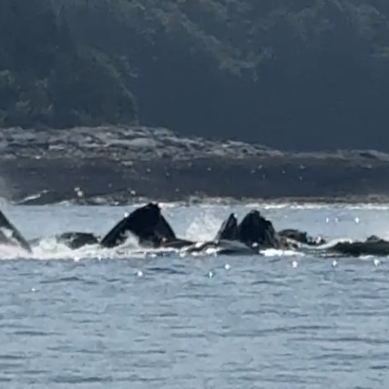 whales