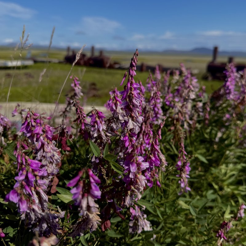 Fireweed lining the roads in Nome