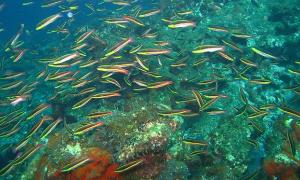 Fish
