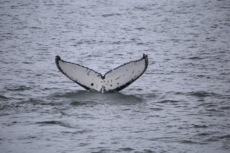 Live Event - Whale Identification and Hydrophones