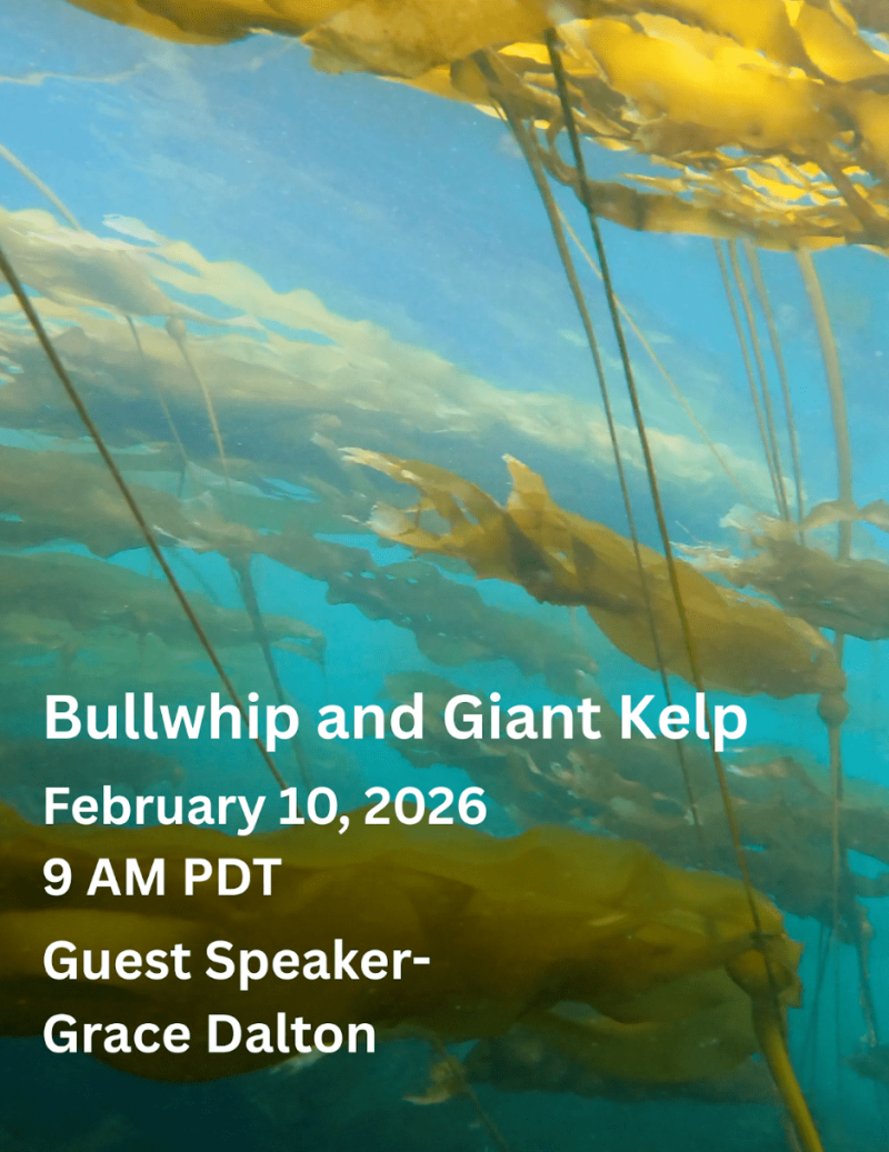 Live Event - Bull & Giant Kelp